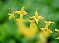 Wild Flowers