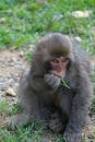 Chewing