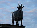 Goat on a shed