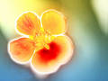 Pastel