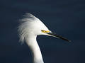 Egret Portrait