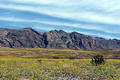 Desert in Bloom