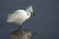 Egret Reflections