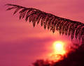 Beverly Hills Sunrise