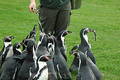 Feeding the Penquins