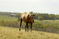 Horse on a Hill