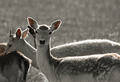 Two Deer