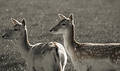 Wild Deer
