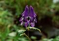 Wild Flowers