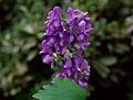 Wild Flowers