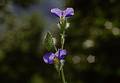 Wild Flowers