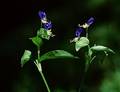 Wild Flowers
