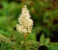 Wild Flowers