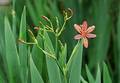Wild Flowers