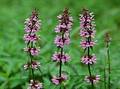 Wild Flowers
