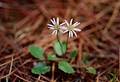 Wild Flowers