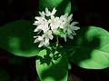 Wild Flowers