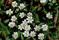 Wild Flowers