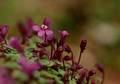 Wild Flowers