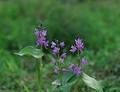 Wild Flowers