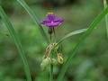 Wild Flowers