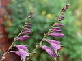 Wild Flowers