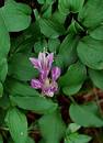 Wild Flowers
