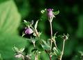 Wild Flowers