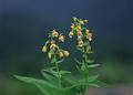 Wild Flowers