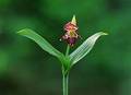 Wild Flowers