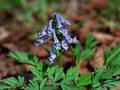 Wild Flowers