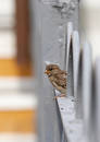 Sparrow