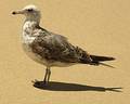 Seagull