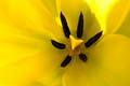 Free Stock Images: Yellow Tulip Macro Picture. Image: 253889