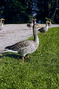 The ducks