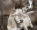 White Cow