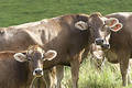 Cows