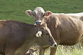 Cows