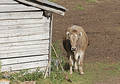 Calf