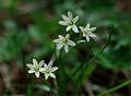 Wild Flowers