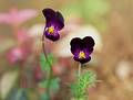 Wild Flowers