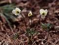 Wild Flowers