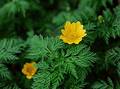 Wild Flowers