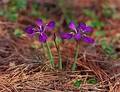 Wild Flowers
