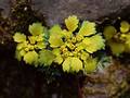 Wild Flowers