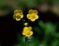 Wild Flowers