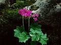 Wild Flowers