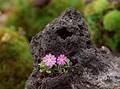 Wild Flowers