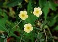 Wild Flowers