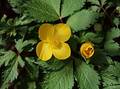 Wild Flowers